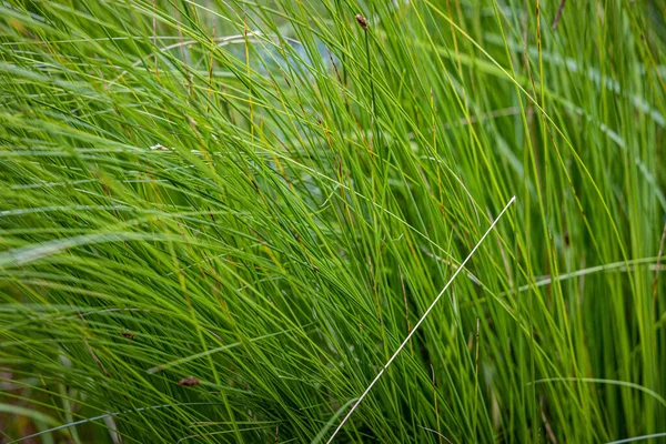 Very Dense Green Lush Grass Detail — Stock Photo, Image