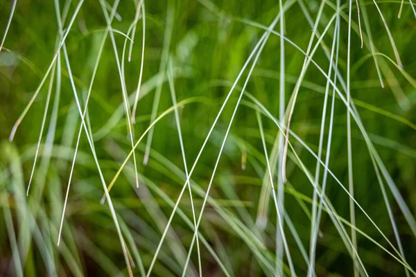 Erba Lussureggiante Verde Molto Densa Dettaglio — Foto Stock