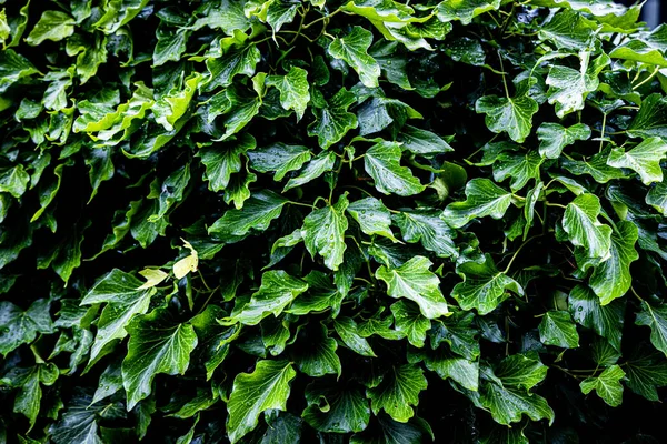 Folhas Verdes Tropicais Húmidas Após Chuva — Fotografia de Stock