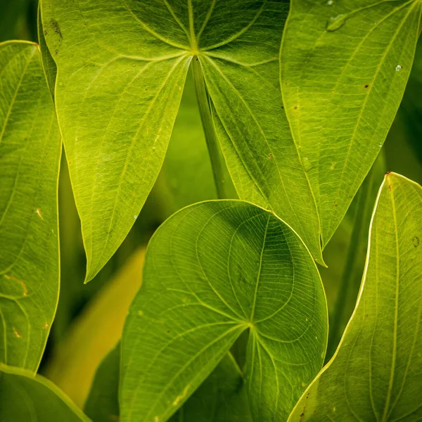 Detail Large Green Wet Leaves Tropical Plant Stockbild