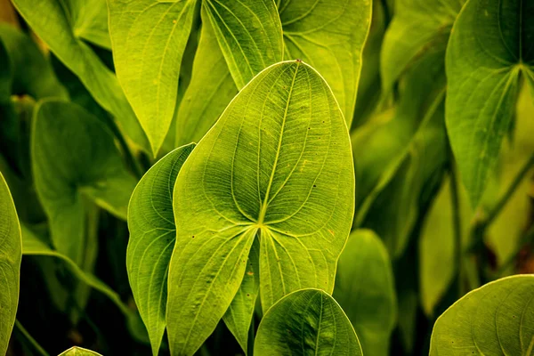 Detalhe Grandes Folhas Molhadas Verdes Uma Planta Tropical Fotografias De Stock Royalty-Free