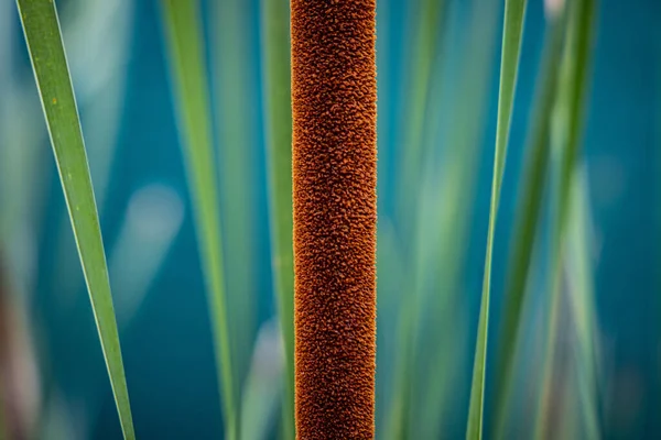 Large Detail Green Brown Blue Grass Meadow Royaltyfria Stockbilder