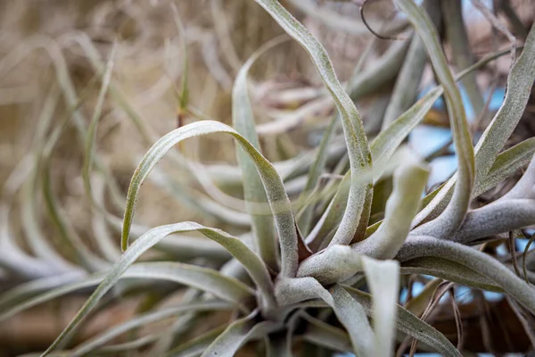 Detail Large Tropical Succulent Dry Plant Telifsiz Stok Fotoğraflar