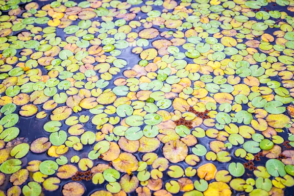 Small Green Yellow Water Lily Leaves Surface Lake Royaltyfria Stockbilder