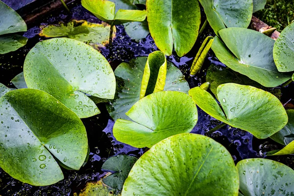 Wet Tropical Green Leafs Rain Royaltyfria Stockfoton