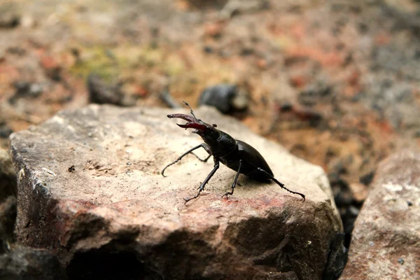鹿角甲虫 — 图库照片