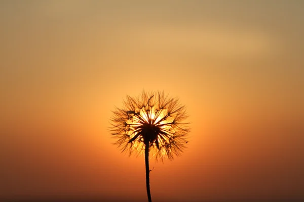 Dandelions gün batımında — Stok fotoğraf