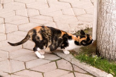 ısı ve becerikli kedi