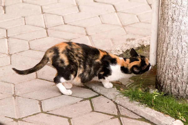 ısı ve becerikli kedi