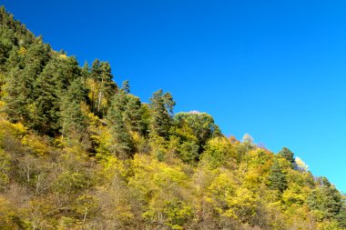 yamaca sonbahar orman