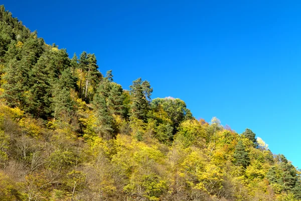 Осенний лес на склоне холма — стоковое фото