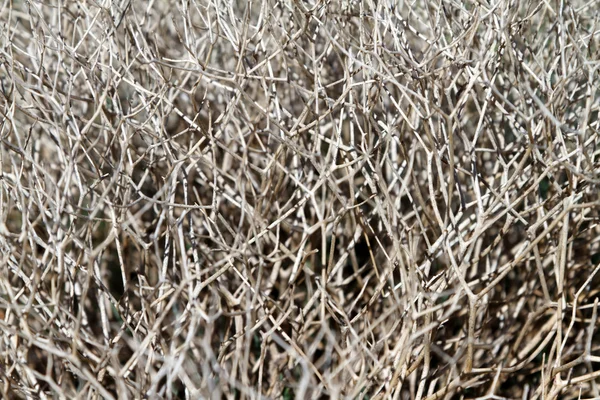 arka plan gri ölü bitki