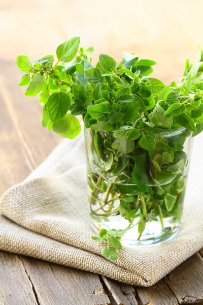 Green fresh oregano - herb spice — Stock Photo, Image