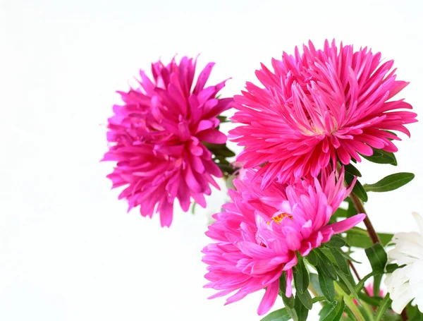 Buchet de flori de toamnă — Fotografie, imagine de stoc