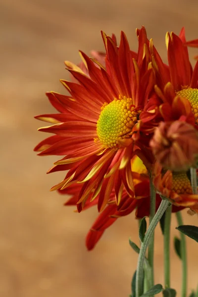 茶色の背景に秋の花クローズ アップ — ストック写真