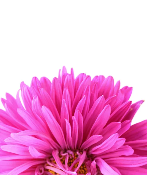 Chrysanthemenblüte auf violettem Hintergrund — Stockfoto