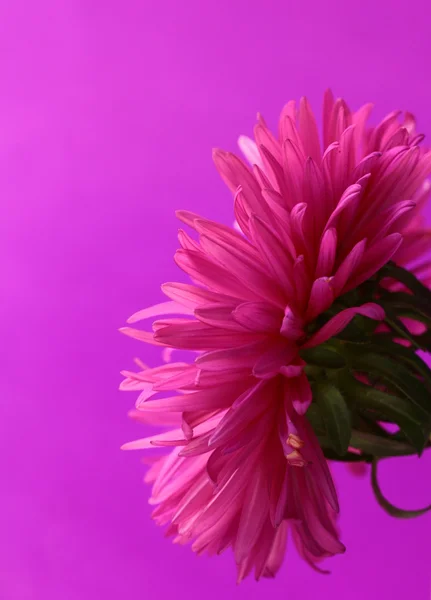 Kasımpatı çiçeği mor zemin — Stok fotoğraf