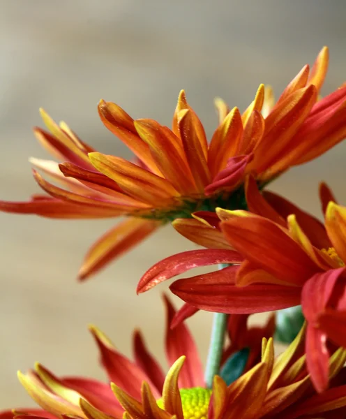 Podzimní květiny close-up na hnědé pozadí — Stock fotografie