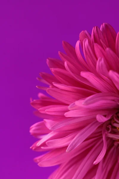 紫色の背景に菊の花 — ストック写真