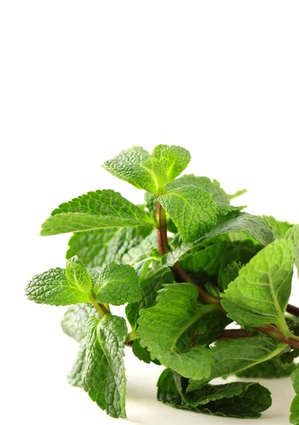 Fresh green mint on white background — Stock Photo, Image