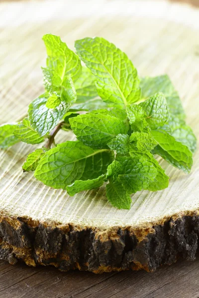 Bunch of fresh green mint on the stump — Stock Photo, Image