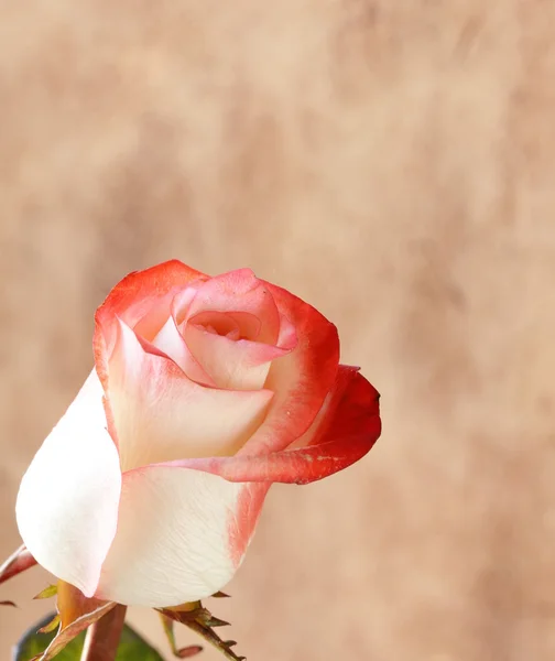 Één bloem roze steeg op bruine achtergrond — Stockfoto