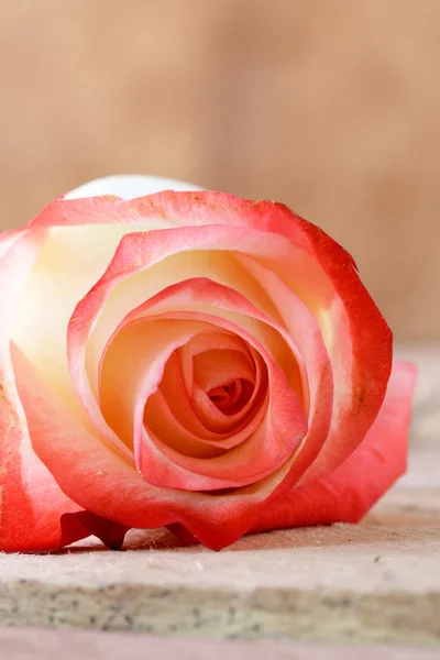 Jedna květina růžová růže na hnědé pozadí — Stock fotografie