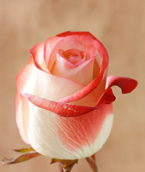 Eine Blume rosa Rose auf braunem Hintergrund — Stockfoto