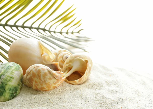 Beach sand and seashells, concept of vacation — Stock Photo, Image