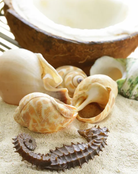 Areia de praia e conchas, conceito de férias — Fotografia de Stock