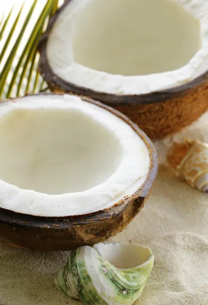 Fresh coconut on beach sand and seashells — Stock Photo, Image