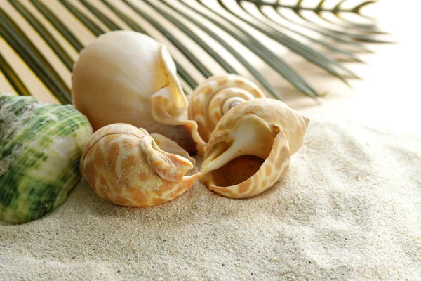 Пляжный песок и ракушки, концепция отдыха — стоковое фото