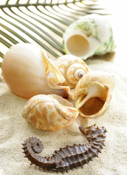 Beach sand and seashells, concept of vacation — Stock Photo, Image