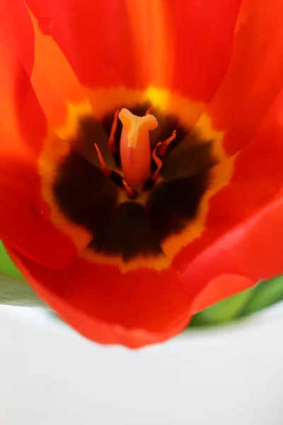 Macro shot of red tulips - focus on the pistil — Stock Photo, Image