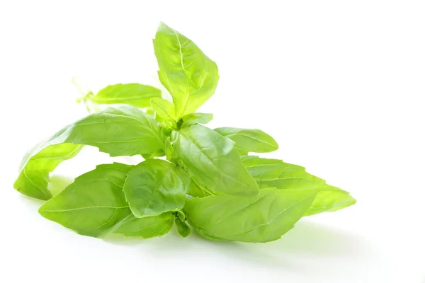 Fresh green basil on white background — Stock Photo, Image