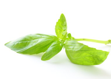 Beyaz arkaplanda taze yeşil fesleğen