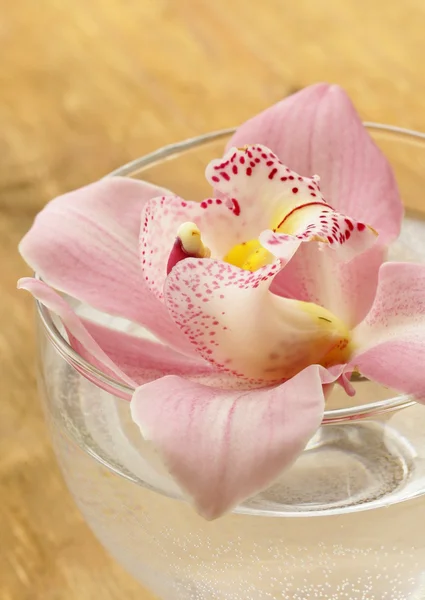 Concepto de spa - orquídea rosa sobre un fondo de madera — Foto de Stock
