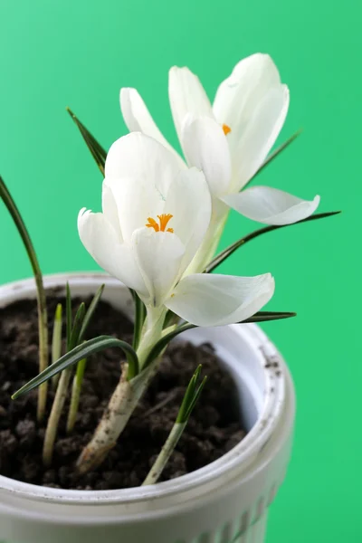 Jarní květiny sněženky (crocus) v bílém květináči — Stock fotografie