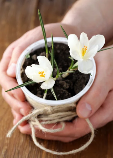 Fleurs de printemps gouttes de neige (crocus) dans les mains des hommes — Photo