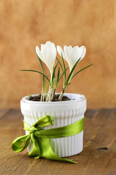 Lente bloemen sneeuwklokjes (crocus) in een witte pot — Stockfoto