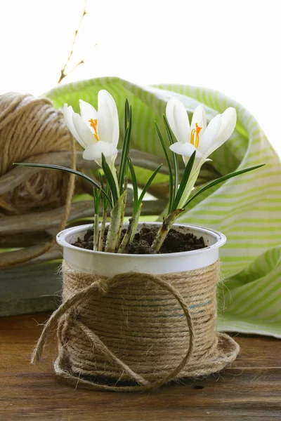 Lente bloemen sneeuwklokjes (crocus) in een witte pot — Stockfoto