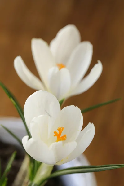 Spring flowers snowdrops (crocus) in a white pot — Stock Photo, Image