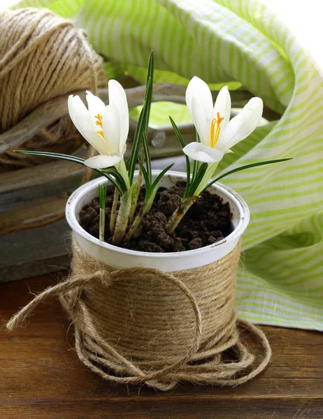 Spring flowers snowdrops (crocus) in a white pot — Stock Photo, Image