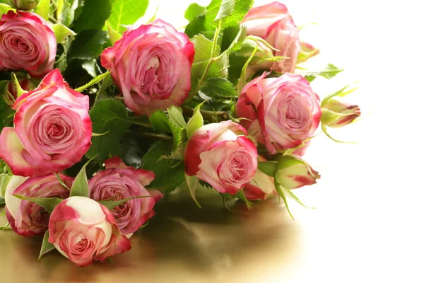 Rosas rosadas sobre un fondo blanco — Foto de Stock