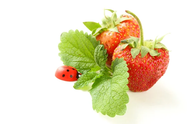 Reife Bio-Erdbeeren mit grünem Blatt — Stockfoto