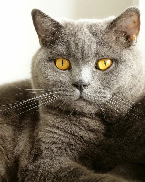 Chat gris aux yeux orange - "British Blue " — Photo