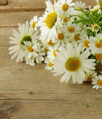 ahşap arka plan üzerinde taze papatya buketi