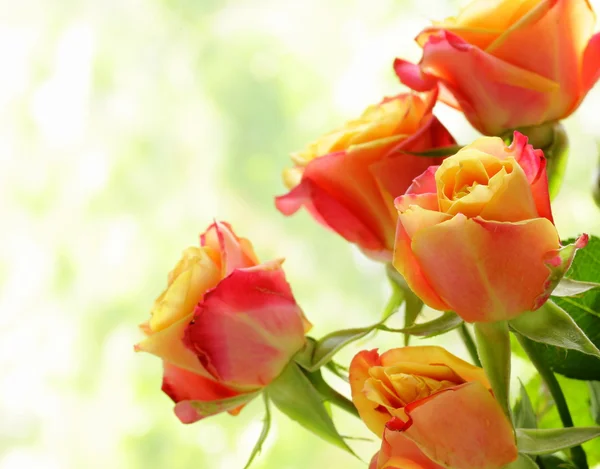 Ramo de rosas naranjas sobre un fondo verde natural — Foto de Stock