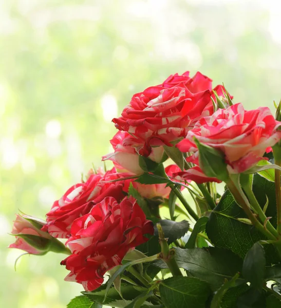 Strauß orangefarbener Rosen auf einem natürlichen grünen Hintergrund — Stockfoto