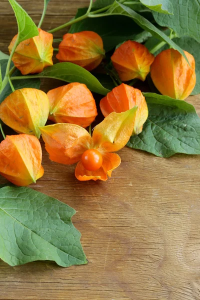 Oranžový physalis bobule se zelenými listy — Stock fotografie